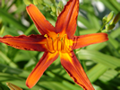 day lilly