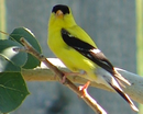 goldfinch